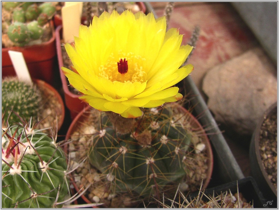 Notocactus ottonis 1.jpg